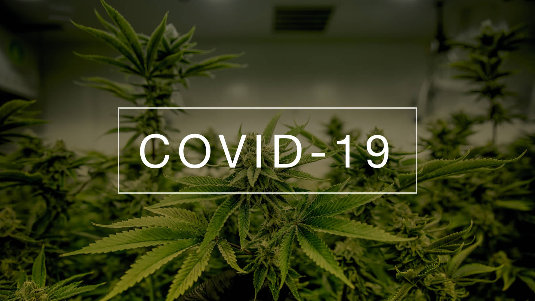 Is COVID-19 the Bridge to Nationwide Marijuana Legalization?